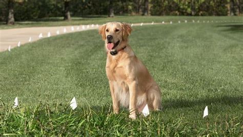 invisible fence lowes|dog fences invisible install tool.